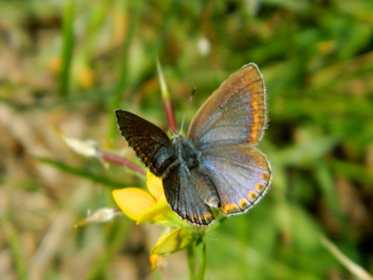 Aiuto per identificazione Lycaenidae